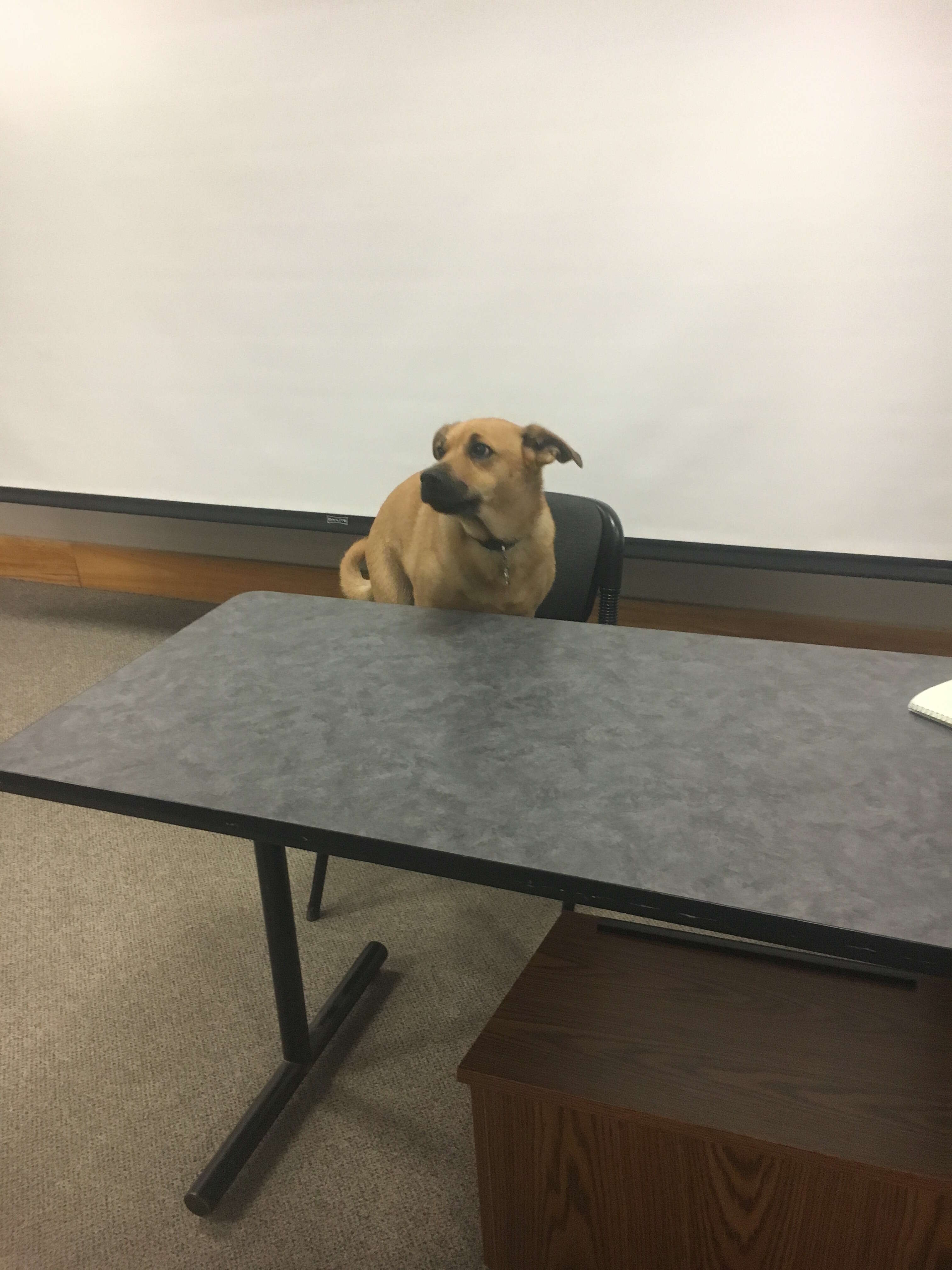 professor gives quiz about his dog