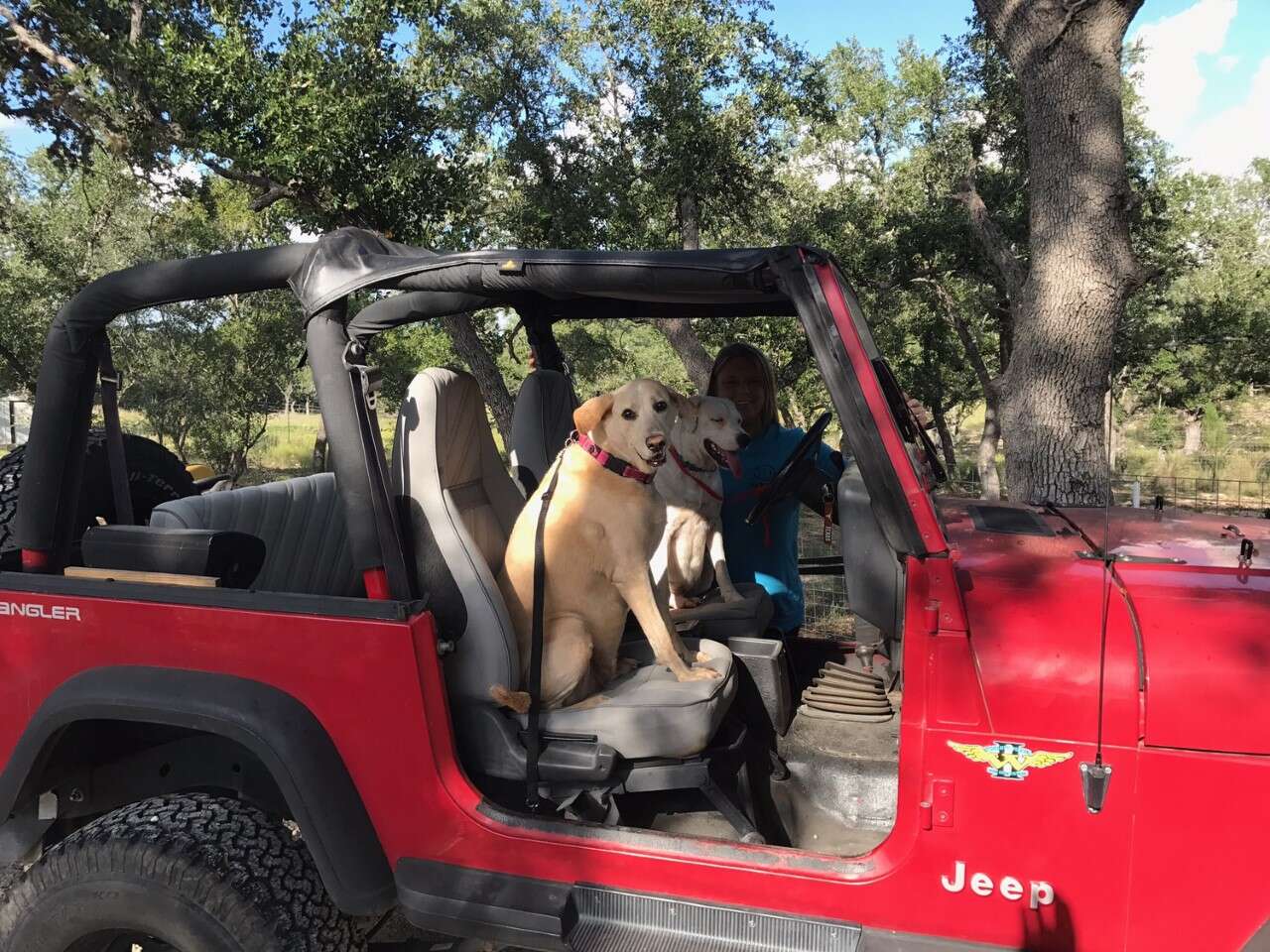 dog in jeep