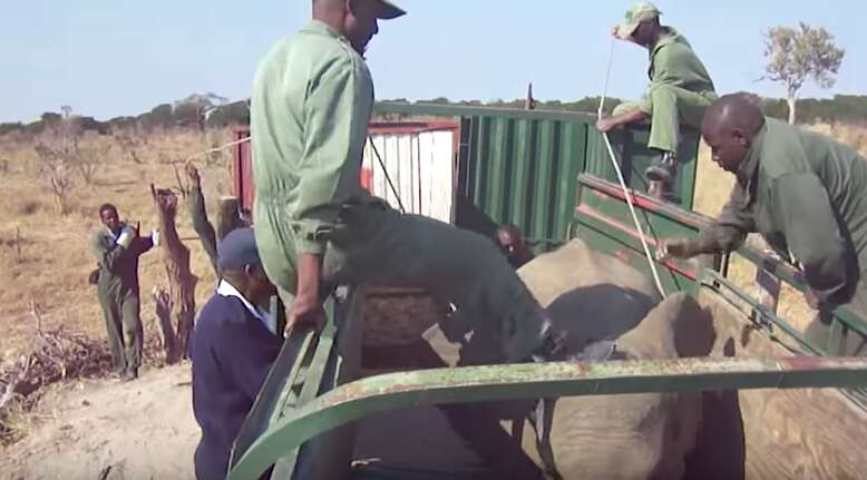 Man kicking elephant in truck
