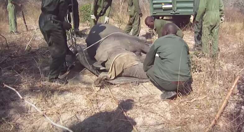 Men dragging sedated elephant toward trailer