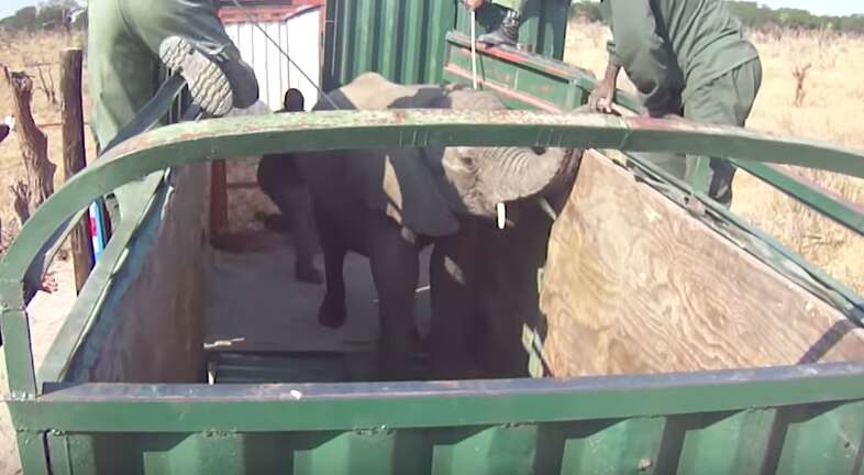 Captured wild elephant in truck