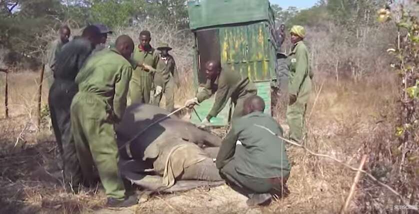 Men surrounding sedated elephant