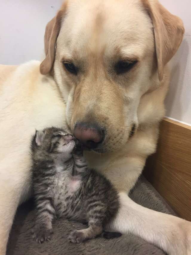 Dog whisperer introducing hot sale dog to cat