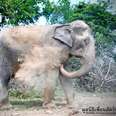 Elephant Is So Happy To Be Free After 4 Decades In Chains