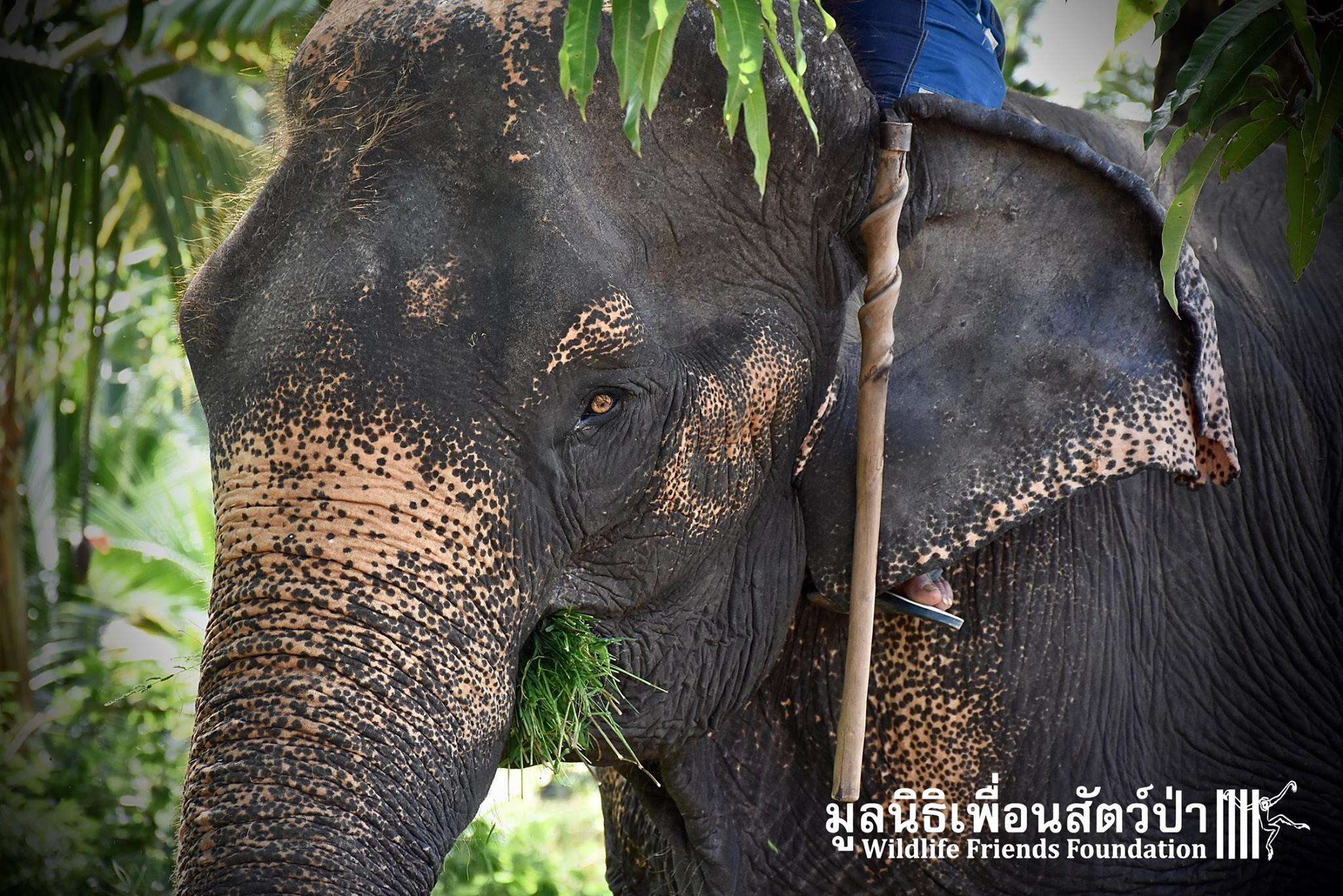 wassana elephant rescue