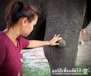 wassana elephant rescue