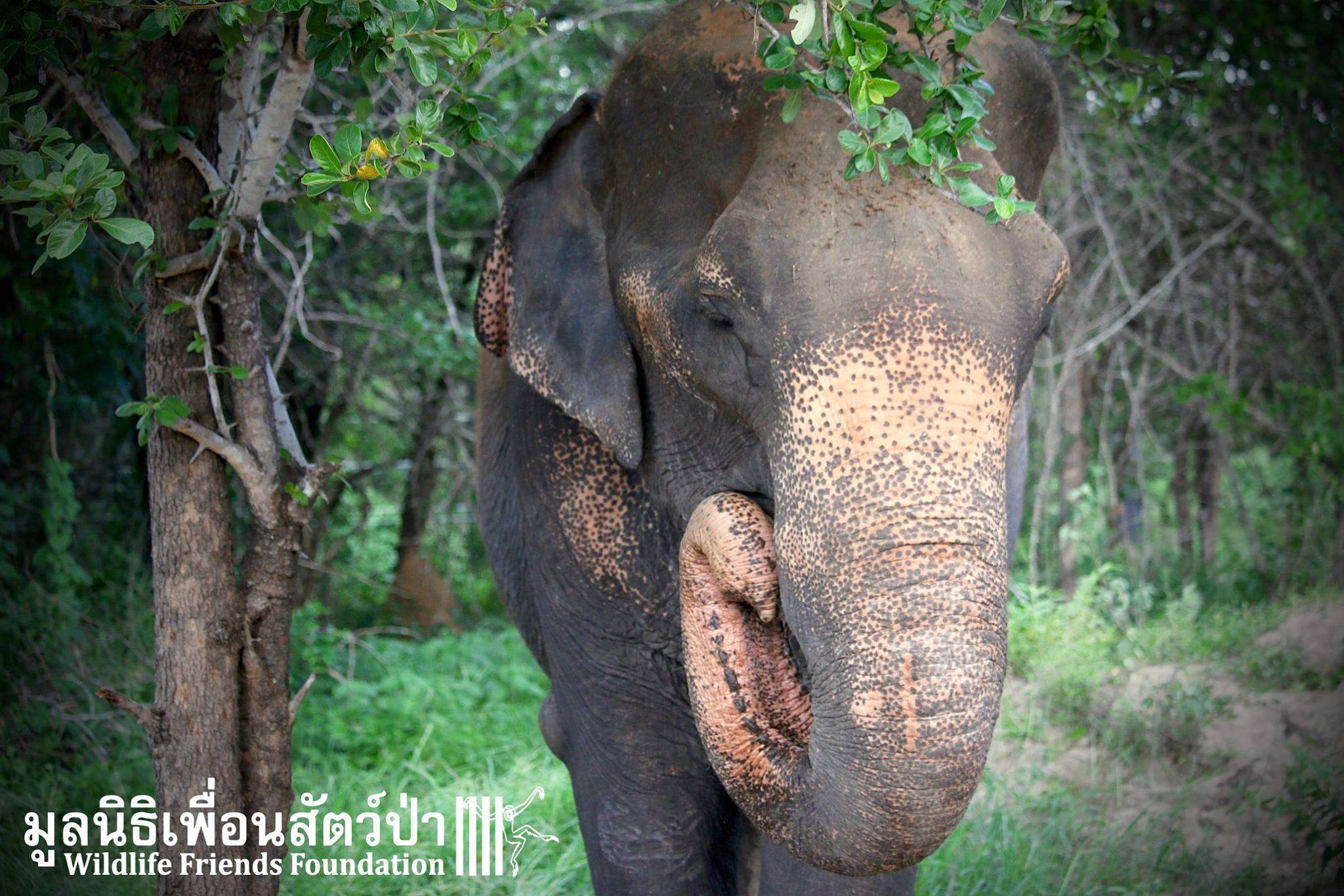 wassana elephant rescue
