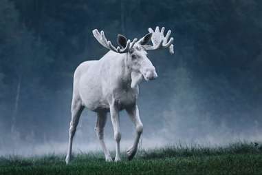 moose in sweden