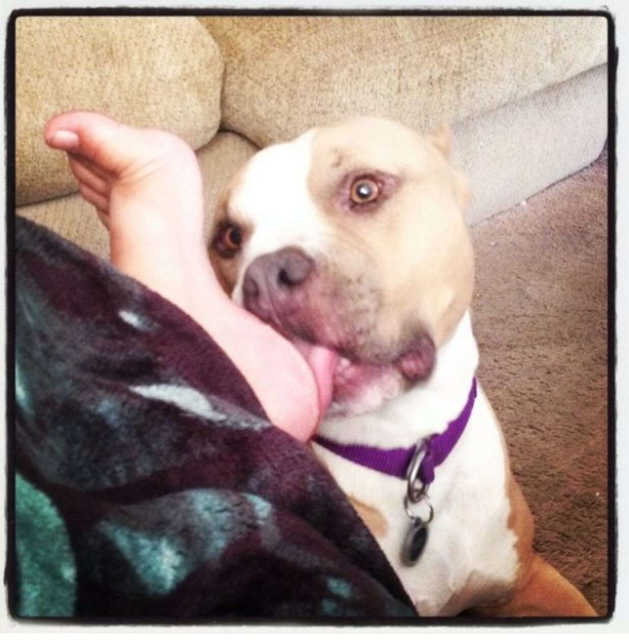 Why Does My Dog Lick My Feet Dog Behavior Explained The Dodo Why does my dog lick my feet dog behavior explained the dodo