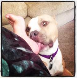 Why Does My Dog Lick My Feet? Dog Behavior Explained - The Dodo Why Does My Dog Lick My Feet? Dog Behavior Explained - The Dodo
