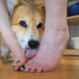 Why Do Dogs Love Licking Feet? 