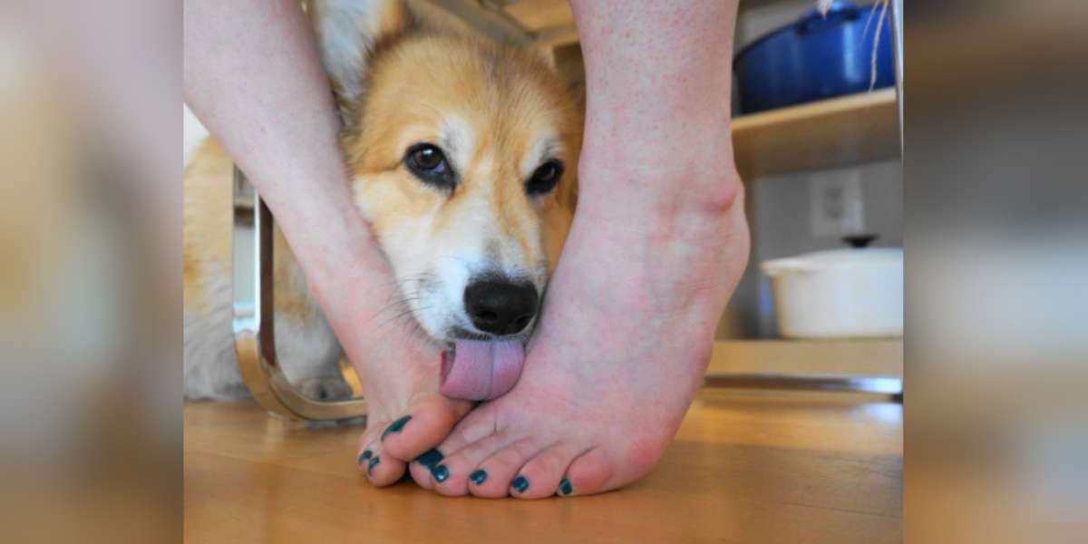 Dogs licking your feet