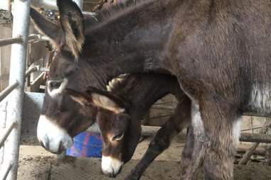 Donkeys in shipping pen