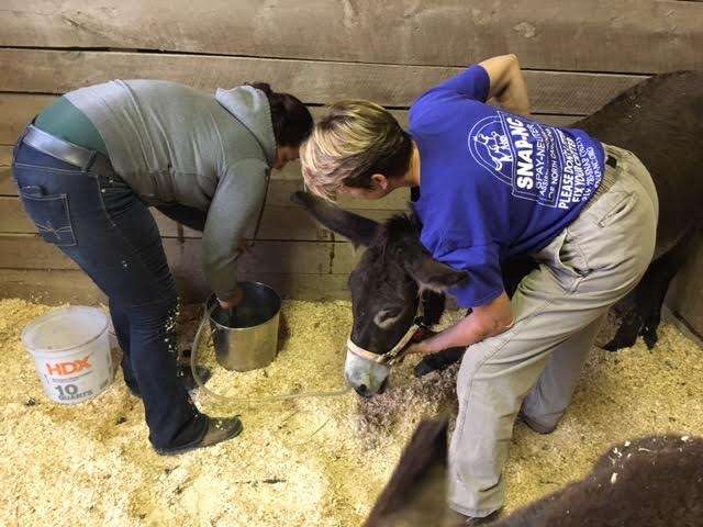 People giving vet care for sick donkey