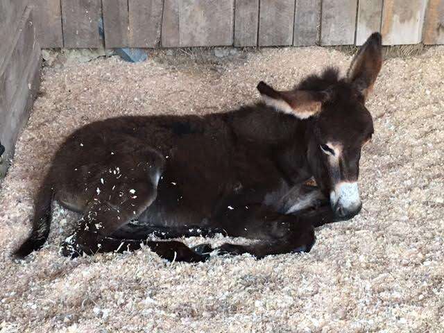 Donkey lying in sawdust