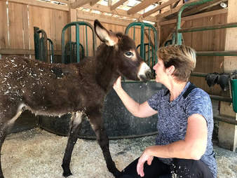 Woman with baby donkey