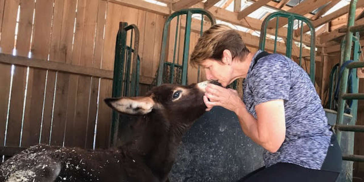 Baby Donkey Falls In Love With Woman Who Rescued Him - The Dodo