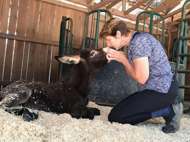 Woman kissing baby donkey