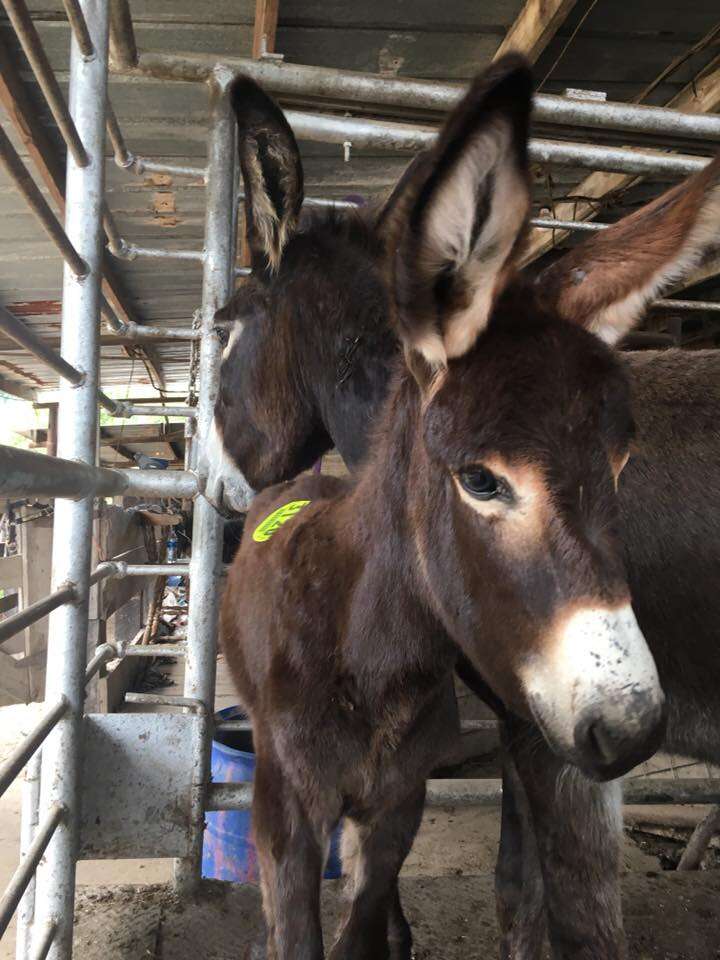 Donkeys in shipping pen 