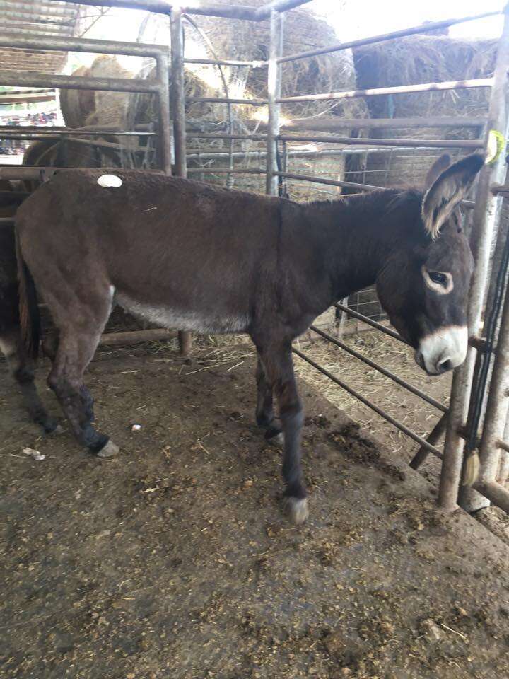 Mother donkey hiding her baby behind her