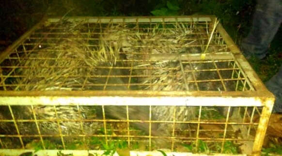 Porcupines in cage seized from traffickers