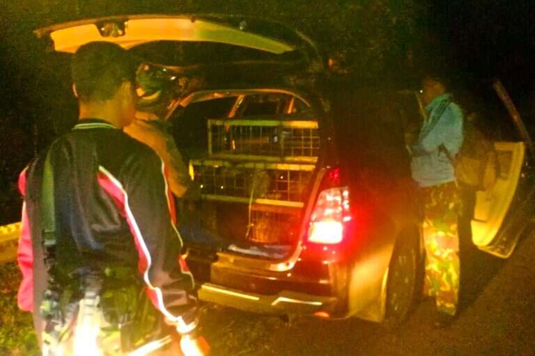 Truck full of smuggled porcupines