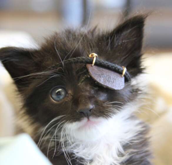 kitten with an eyepatch