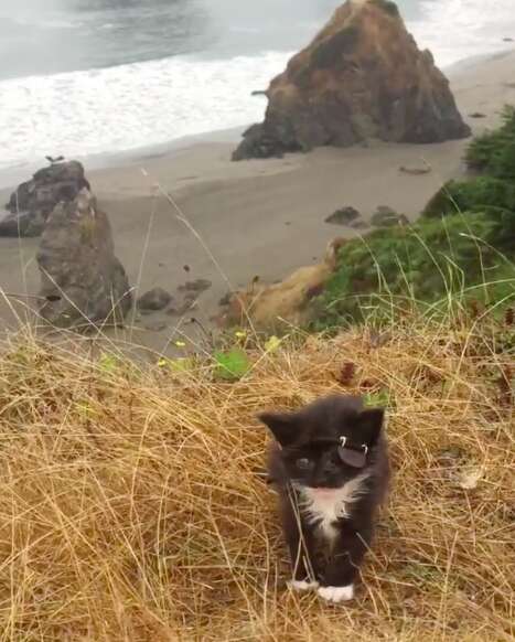 kitten with an eyepatch