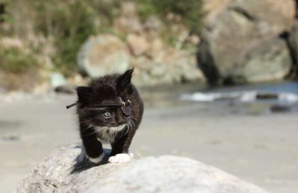 kitten with an eyepatch