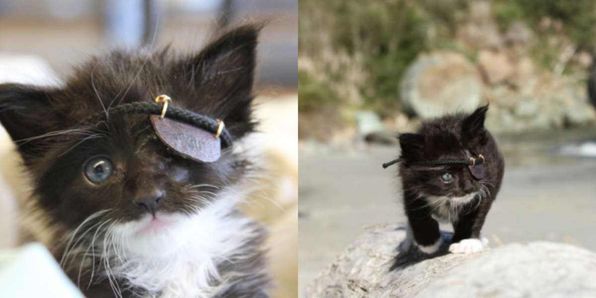 Rescue Kitten Missing An Eye Wears A Little Eyepatch - The Dodo