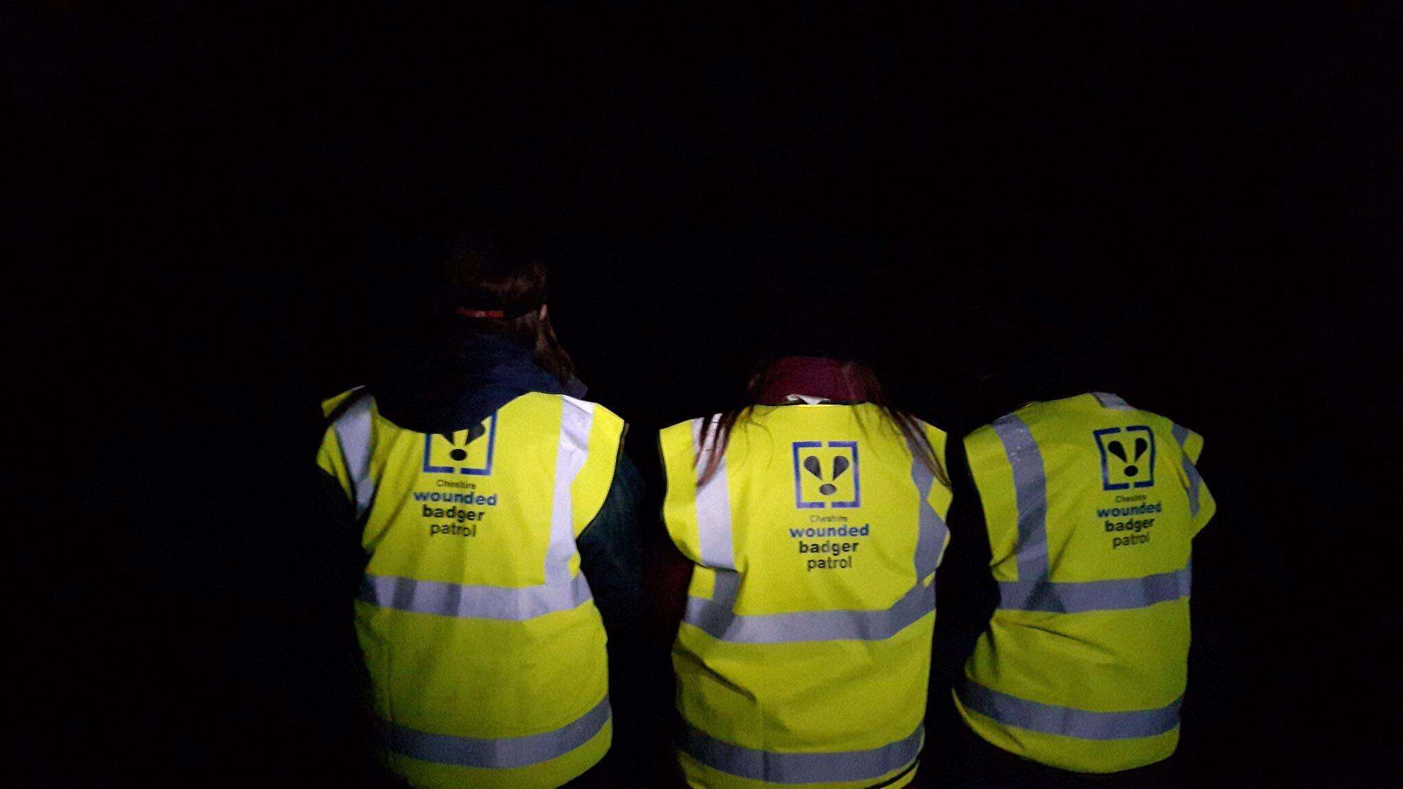 Volunteers looking for badgers who need saving in Cheshire, England