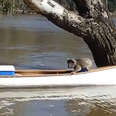 Koala Gets Rescued In A Canoe