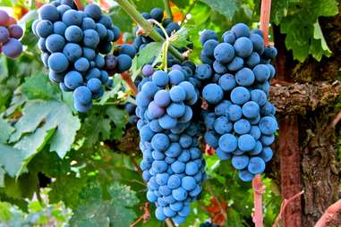La Nebbia Winery