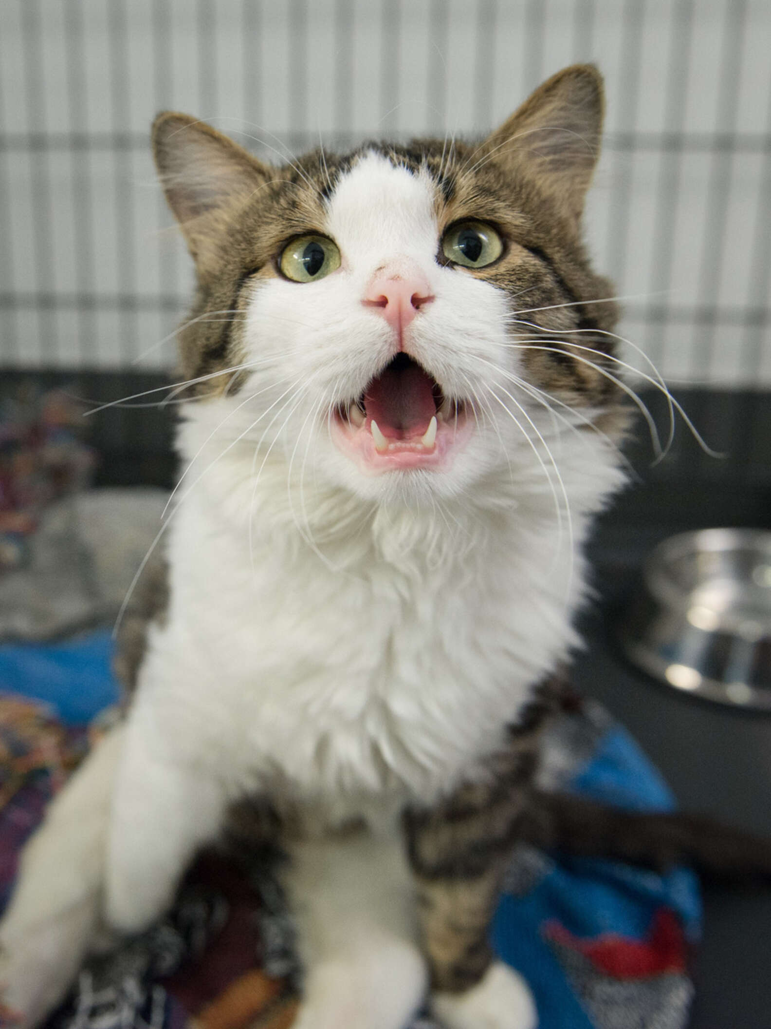 Paralyzed Cat Flown From Turkey To The United States To Find A Home
