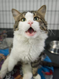 Rescued cat