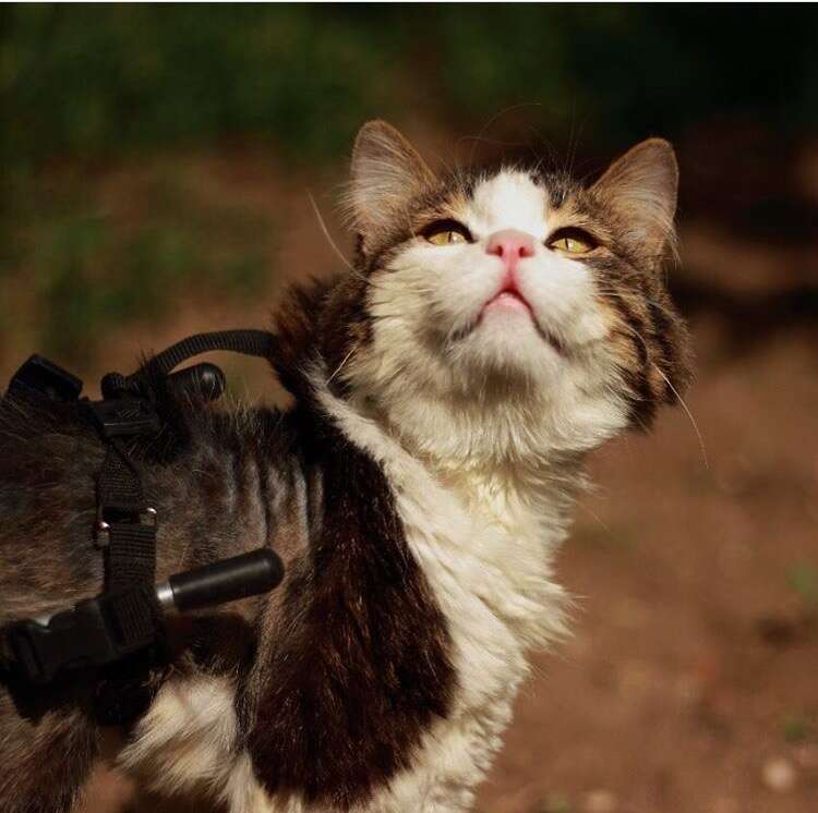 Cat paralyzed by harness hot sale