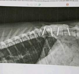 X-ray of cat spine