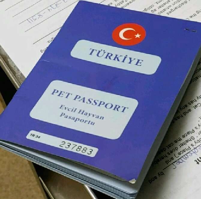 Pet passport for cat from Turkey