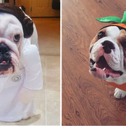 Dog Dresses In Mop Costume, Wins Halloween - The Dodo