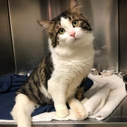 Paralyzed cat rescued from Istanbul