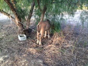 Abandoned pony tied to tree in Spain