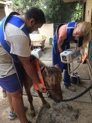 Rescued pony