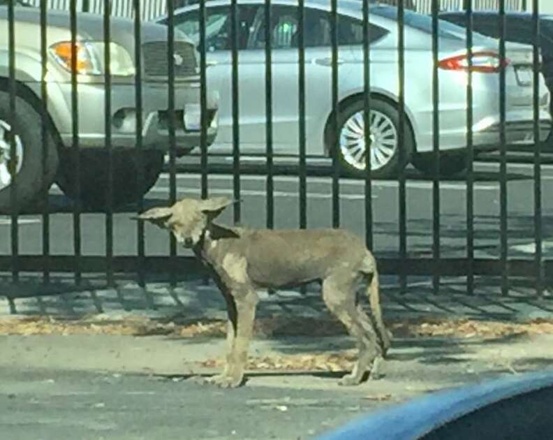 Coyote with mange in parking lot