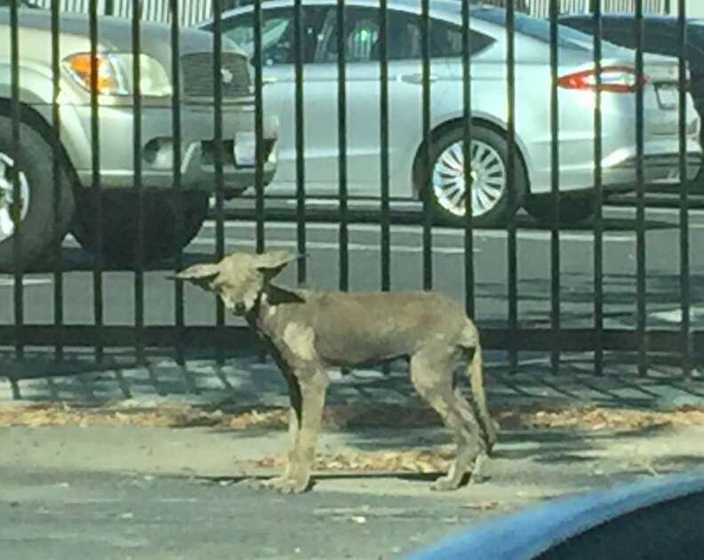 can a dog get mange from a coyote