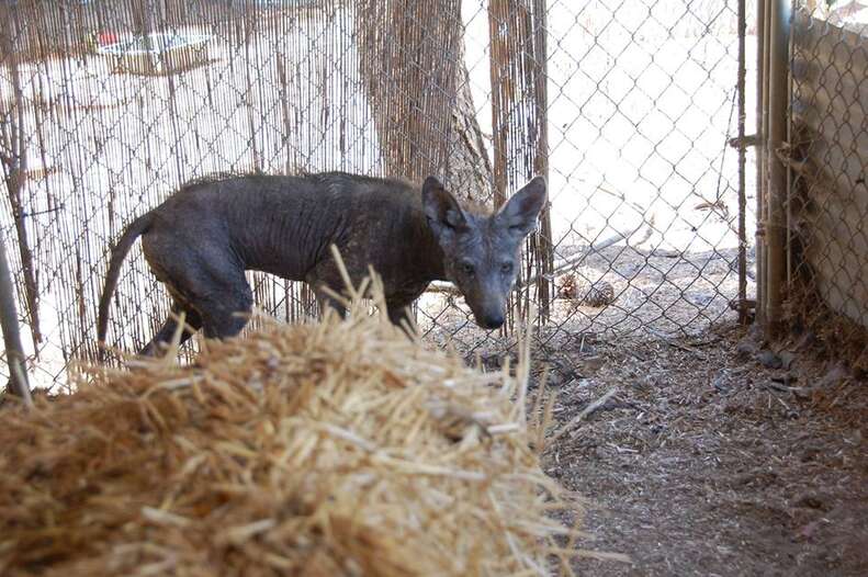 Wild coyote in rehab enclosure