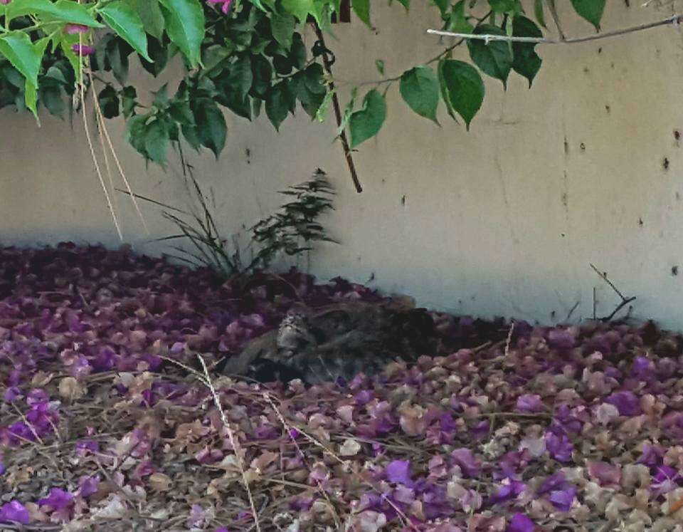 Coyote sleeping on ground