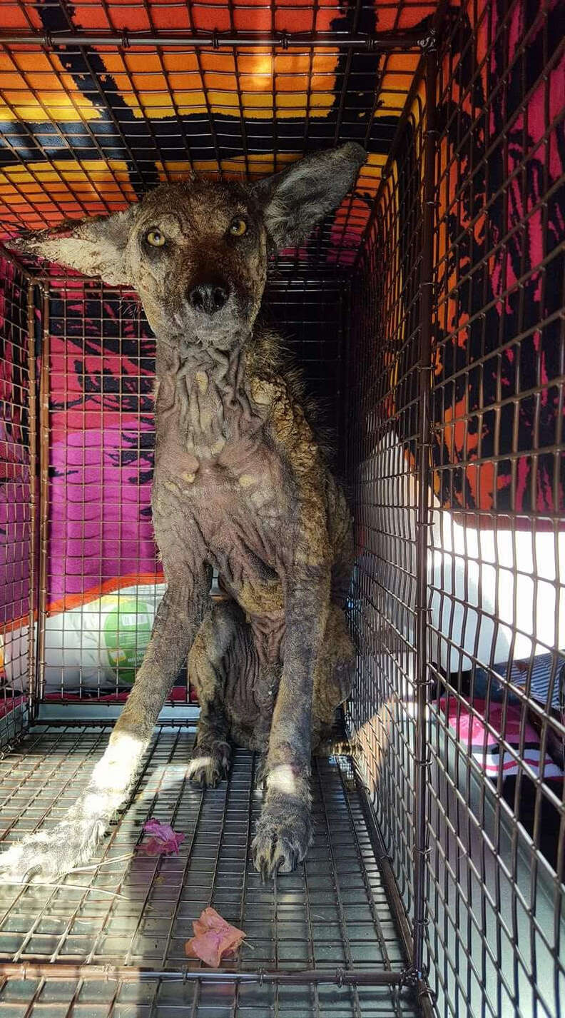 California Woman Finds Sick Coyote And Decides To Help - The Dodo