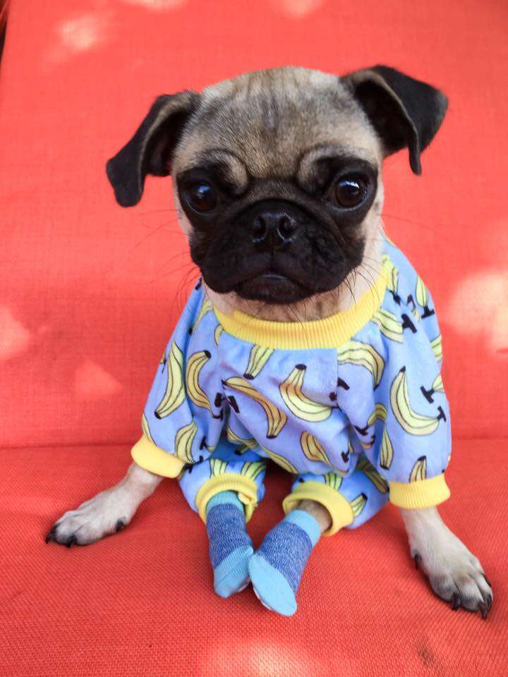 Injured pug in pajamas