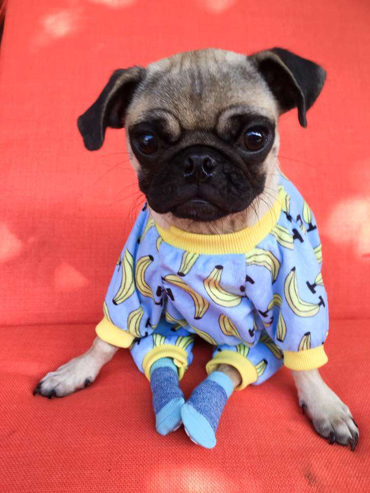 Frankie The Paralyzed Pug Wears Pajamas And Socks To Get Around Safely The Dodo