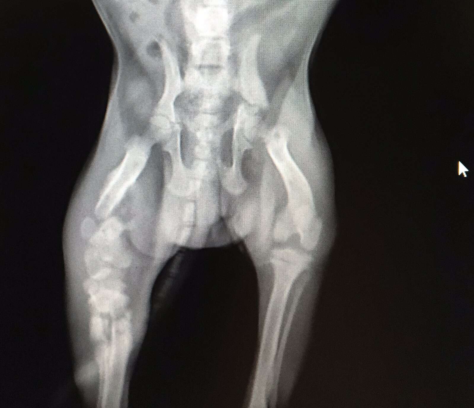 X-ray showing broken bones in pug
